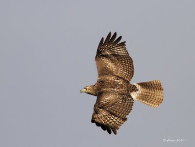 Red-tailed Hawk