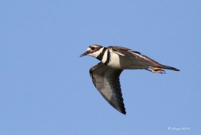 Killdeer