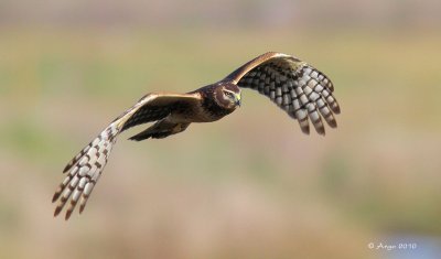 Northern Harrier