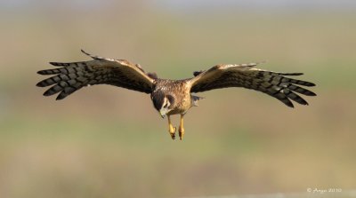 Northern Harrier