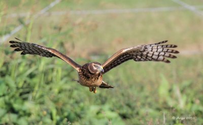 Northern Harrier