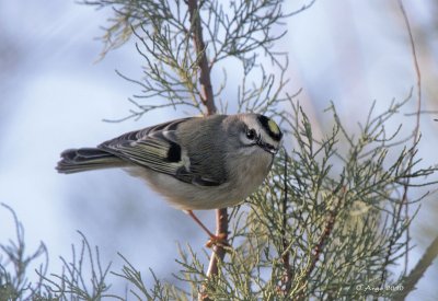 Golden-crowned Kinglet