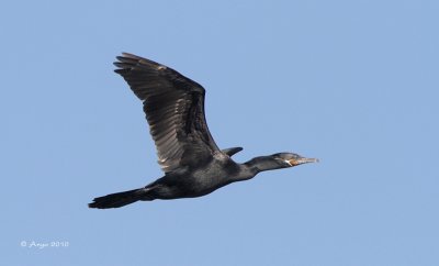 Neotropic Cormorant