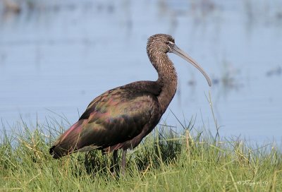 Glossy Ibis