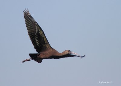 Glossy Ibis