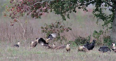 Crested Caracaras and Black Vultures