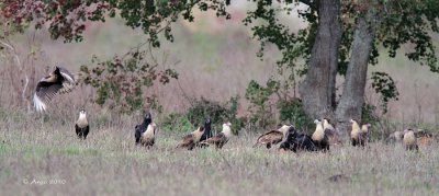 Crested Caracaras and Black Vultures