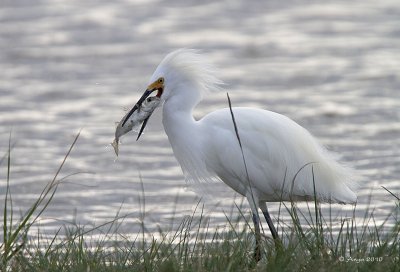 Snowy Egret
