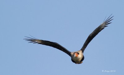 Crested Caracara