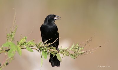 Red-winged Blackbird