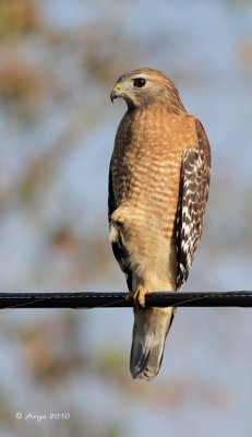 Red-shouldered Hawk