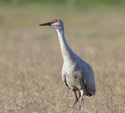 Sandhill Crane
