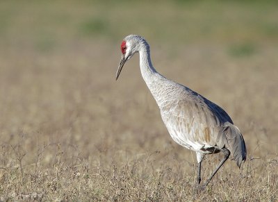 Sandhill Crane