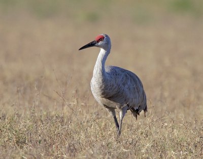 Sandhill Crane