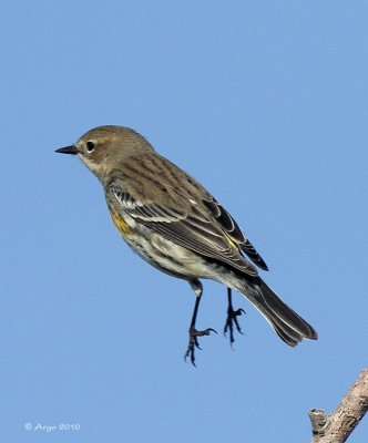 Yellow-rumped Warbler
