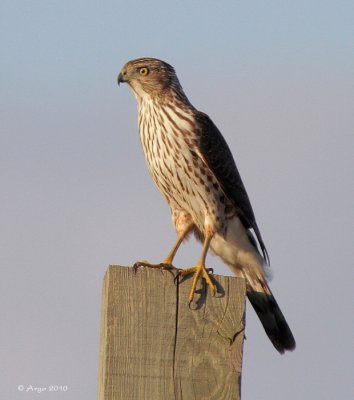 Coopers's Hawk