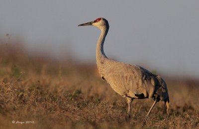 Sandhill Crane