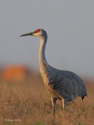 Sandhill Crane