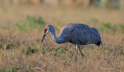 Sandhill Crane