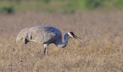 Sandhill Crane