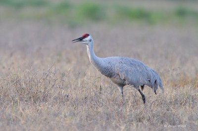 Sandhill Crane