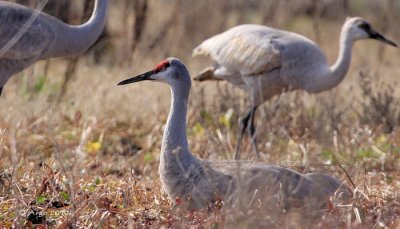 Sandhill Crane