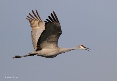 Sandhill Crane