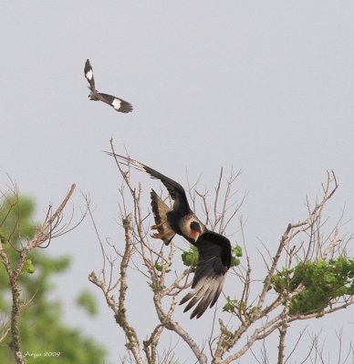 Crested Caracara