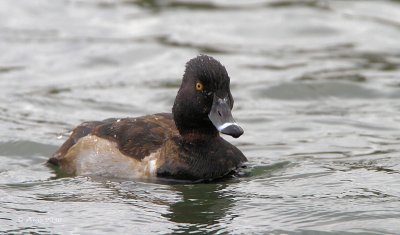 Ring-necked Duck