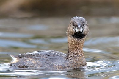 Pied-billed Grebe