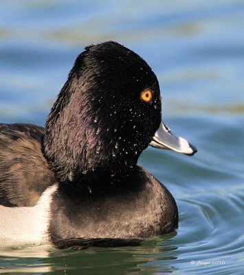 Ring-necked Duck