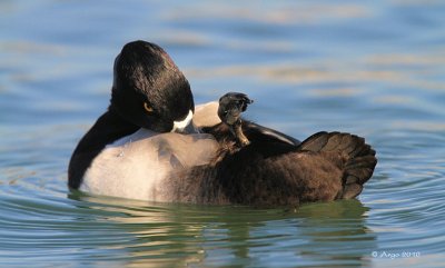 Ring-necked Duck