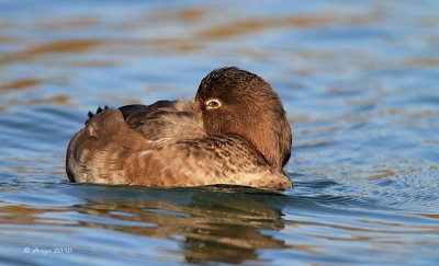 Ring-necked Duck