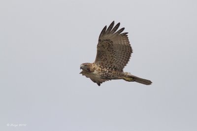 Red-tailed Hawk