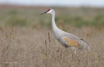 Sandhill Crane
