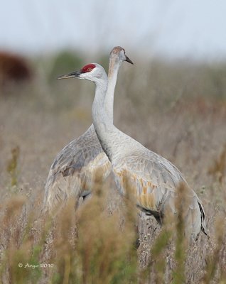 Sandhill Cranes