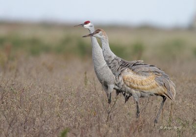 Sandhill Cranes