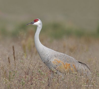 Sandhill Crane