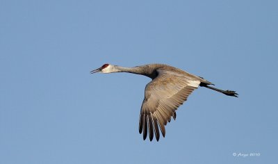 Sandhill Crane