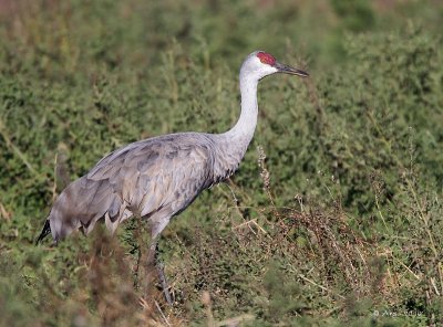 Sandhill Crane