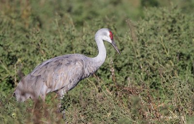Sandhill Crane