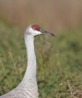 Sandhill Crane