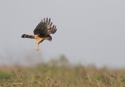 Northern Harrier