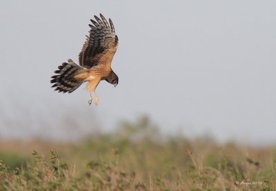 Northern Harrier