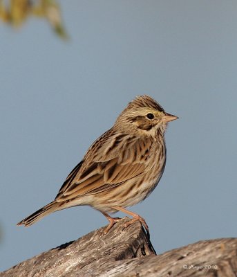 Savannah Sparrows