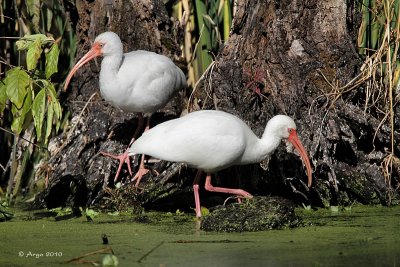 White Ibis