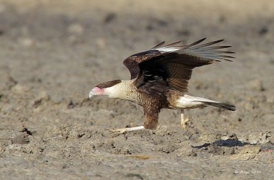 Crested Caracara