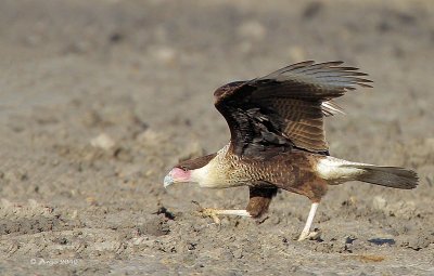 Crested Caracara