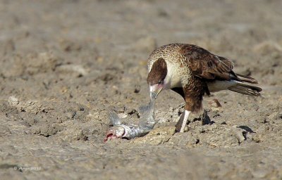 Crested Caracara