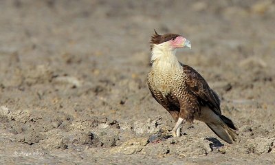 Crested Caracara